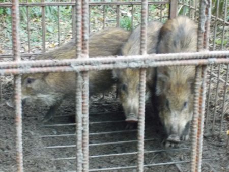 箱わなで捕獲したイノシシ
