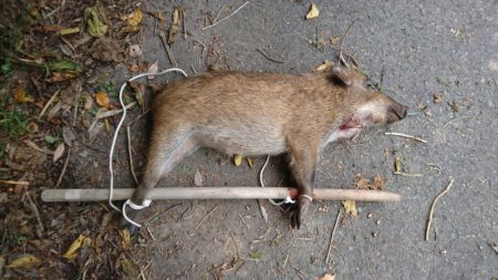 初めて捕獲したイノシシ