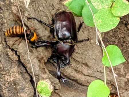 カブトムシとオオスズメバチ