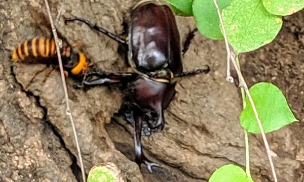 カブトムシとオオスズメバチ