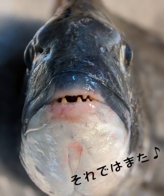 クロダイ正面