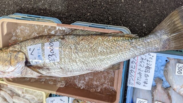 オオニベ