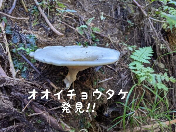 オオイチョウタケ