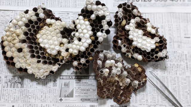 スズメバチの巣
